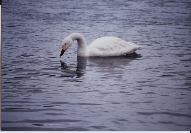 20080305ka1.jpg