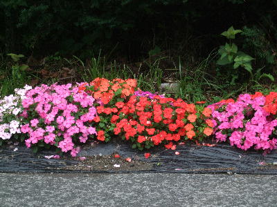20090808ka1.jpg