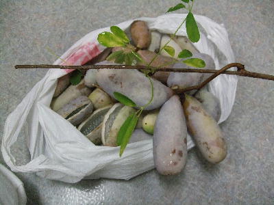 20091012a.jpg