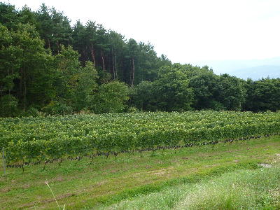20100916ta33.jpg