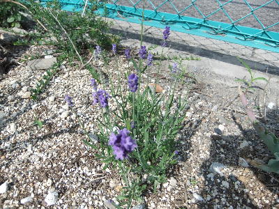 20110615ra1.jpg